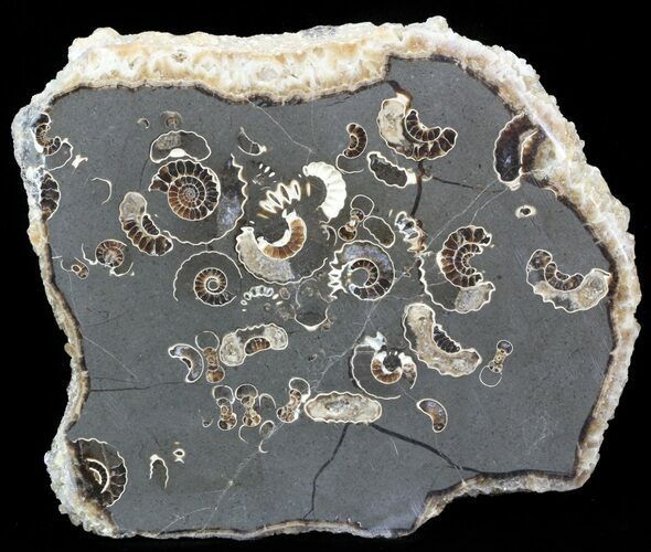 Polished Ammonite Fossil Slab - Marston Magna Marble #42097